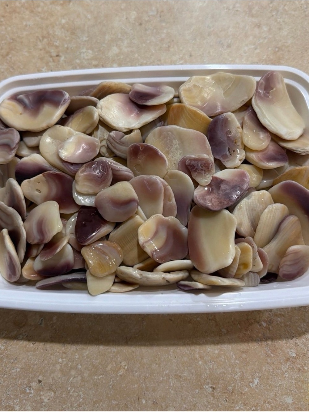 Wampum Shells - Picture 2 of 3